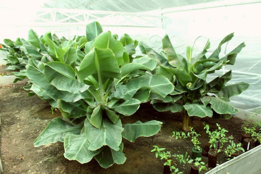 60 — Саженцы бананов