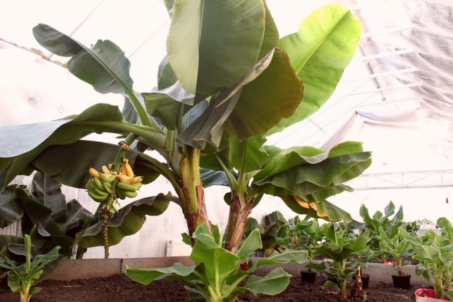 60 — Банан в теплице